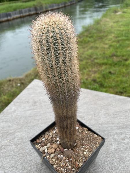 Haageocereus acranthus